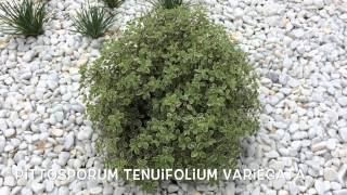 Pittosporum tenuifolium variegata Garden Center online Costa Brava  Girona [upl. by Ambrogio]