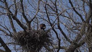 Chalco Hills eagle and 3 eaglets [upl. by Nahgiem]