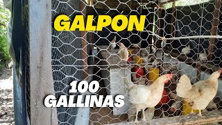 Como hacer un GALPON casero para Gallinas Ponedoras y Pollos de engorde FÁCIL para 100 Gallinas [upl. by Stulin14]