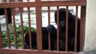 Introductions of Four Orphan Gorillas  the first days [upl. by Martens]