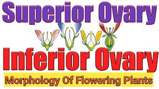 Superior and inferior ovarytrick for hypogynous and epigynous flowerMorphology flowering plants [upl. by Lesna]