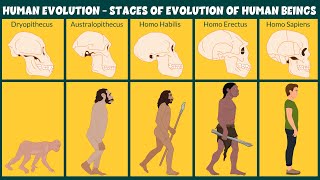 Human Evolution Video  Stages of Evolution of Human Beings  Learning Junction [upl. by Sansen]