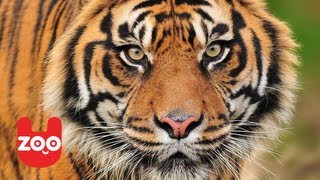 Sumatran Tigers get New Home in London Zoo [upl. by Adahs]