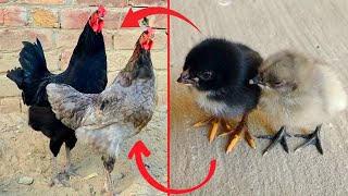 Birds Grow Up  Fast growing blue australorp and black australorp roosters  chicks growth video [upl. by Talbert]