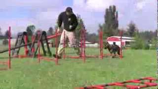 German Shepherd Agility Training [upl. by Ripp]