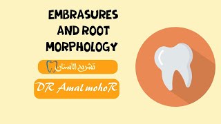 embrasures and root morphology [upl. by Wrightson621]