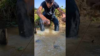 Amazing finger hook fish trap videofishingfishtrapshorts [upl. by Cirderf]