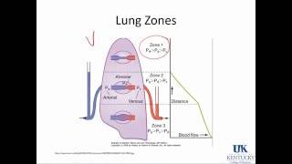 Ventilation Perfusion Matching [upl. by Teerell951]