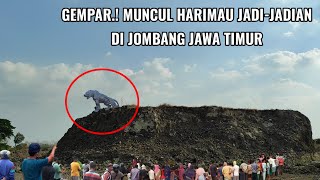 warga gempar❗harimau jadijadian muncul di jombang jawa timur [upl. by Ehcadroj]