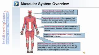 Axial and Appendicular Musculature [upl. by Brod]