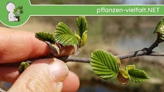 GrauErle  Austrieb  110418 Alnus incana  BaumStrauchBestimmung [upl. by Kassel764]