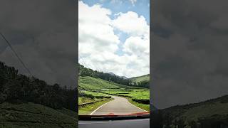 Vagamon Tyford estate🌱🌿vagamon tea idukki travel song [upl. by Itoyj]