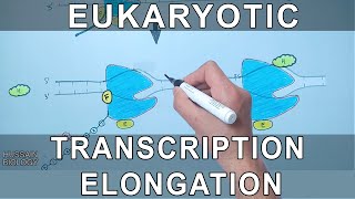 Transcription Elongation in Eukaryotes [upl. by Huberty]