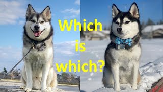 10 differences between Pomskies and Klee Kais Should you get a Pomsky or an Alaskan Klee Kai [upl. by Derr889]