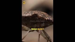 Kissing bug कीड़ा पल भर में ले सकता है इंसान की जान 😯kissingbugfactsytshortvirel [upl. by Afinom182]