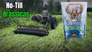 NoTill Brassica Food Plots into Buckwheat Method [upl. by Irollam]