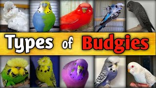 TYPES OF BUDGIES l Rare Budgies l Budgies Types l Budgies l Budgies Colors l Ahmad Farming [upl. by Nhabois]