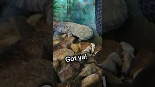 Watch this Hellbender eat hellbender battelledarbycreek salamander metroparks bigdarbycreek [upl. by Traweek]