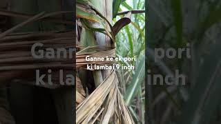 Ganne ki Verity 0118 ki ek pri ki lambai 9 inch sugarcane agriculture [upl. by Enyluqcaj]