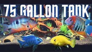 Top 5 Cichlid Tank Setups for a 75 Gallon Aquarium [upl. by Ssyla]