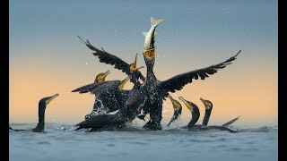 Cormorant Hunting Season 2223 [upl. by Ayekram]