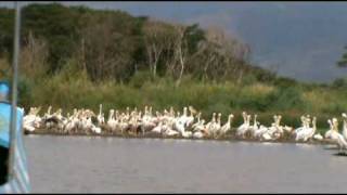 Ethiopie ETH13 Chamo Lake [upl. by Lamhaj146]