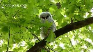 Barred Owlet in Sugar Maple Tree on May 9 2013  ねこ  ラグドール  Floppycats [upl. by Atalie464]