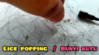 Lice Popping  Pop Up the Lice  Bunyi bunyi kutu  asmrsound [upl. by Ramyaj]