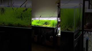 Minimalist Aquascapes A Refreshing Sight to Behold aquarium tropicalfish aquacape [upl. by Llatsyrc]