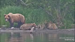 Katmai Kats River Cam Bear 910  her yearling and 909 junior 07102023 Exploreorg [upl. by Lawry]