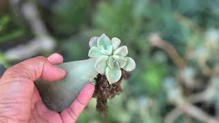 Heres the best tip for growing bigger succulents from leaves [upl. by Eduam]