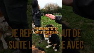 Peur des Humains  Désensibilisation en douceur chien shorts educationcanine [upl. by Mehalek]