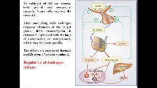 Androgens and Anabolic steroids [upl. by Conlen]