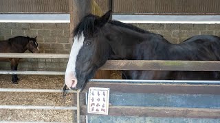 Hampshire Cricket Foundation Donates £10k To South Downs Equine Therapy Centre [upl. by Pascia]