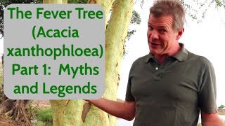 The Fever Tree Acacia xanthophloea Part 1 Myths and Legends [upl. by Liemaj200]