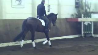 San MuscadetSilvio I stallion  2009 for sale [upl. by Oel]