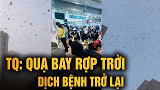 Cảnh tượng kinh hoàng khi số lượng lớn chim đen xuất hiện tại một cộng đồng ở Thiên Tân [upl. by Heath]