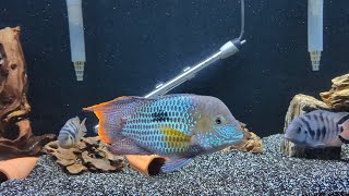 125 Gallons American Cichlids Community Tank Update 122822 [upl. by Eitsud]