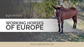 Working horses of Europe – Equiwent [upl. by Attehcram]