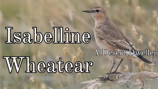 Isabelline Wheatear Female Bird  A Desert Dweller [upl. by Etteyafal]