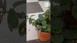 Kalanchoe 🌱🏵️kalanchoeplant widowsthrillplanttrending relaxingbirdsounds nature gardening [upl. by Silin]