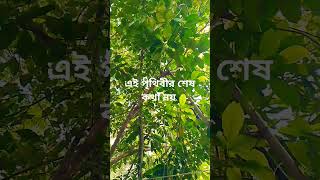 এই পৃথিবী শেষ কথা নয় sayedeeshorts117 jibonomrittu [upl. by Egiaf]