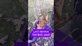 Harvesting Thai Basil Seeds from Your Garden Making a Seed Library [upl. by Otreblaug]