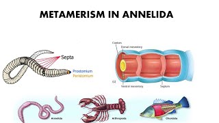 Metamerism in Annelida [upl. by Notyalc]