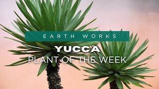 Easy Care Yucca Plants for Jacksonville Gardens [upl. by Onilegna493]