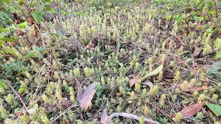 ដើម Lycopodium lagopus beautifulplace nature calmdown [upl. by Ardeahp]