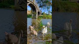 Is Autumn at Croome Court a peaceful time for walks with sheepducks and falling leaves🍂🦆 garden [upl. by Anihs]