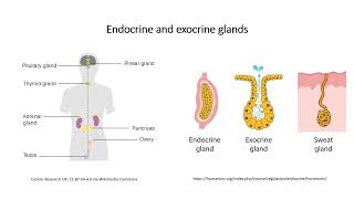 Hormones and classification [upl. by Erdrich]