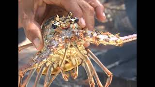 The Only Lobster Fest on Mainland Belize [upl. by Kinzer]