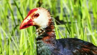 Wild Grey headed swamphen birds [upl. by Rothberg]